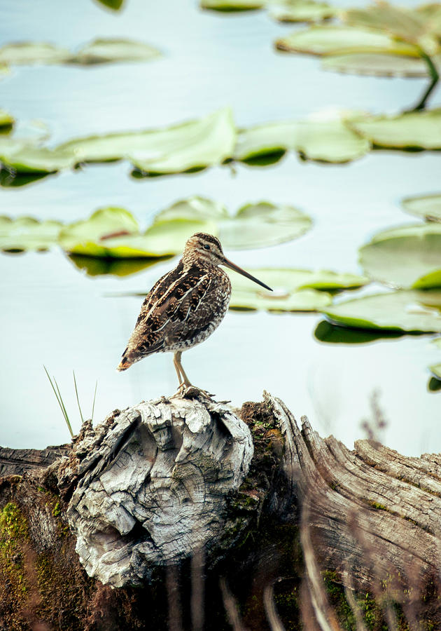 Nature Photograph - Common Snipe by Betty Depee