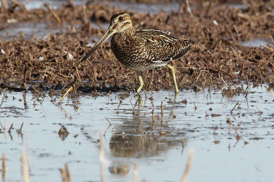 Common Snipe Photograph by Robert Harris Common Snipe Photograph by Robert Harris