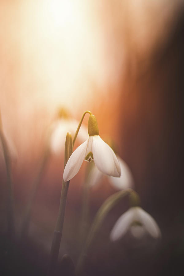 Wildlife Photograph - Common snowdrop at sunset. Magic flower sprouting from the soil by Vaclav Sonnek