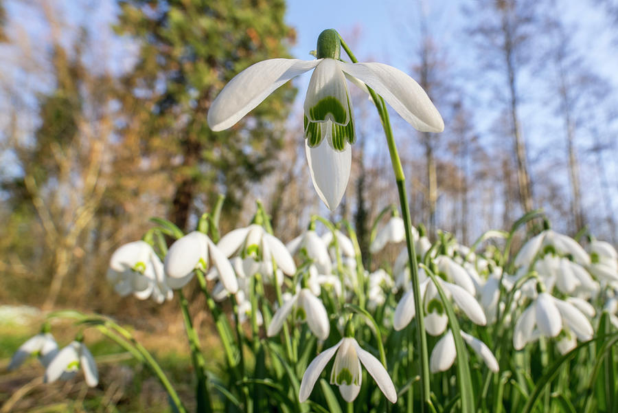 Common Snowdrops Photograph by Arterra Picture Library