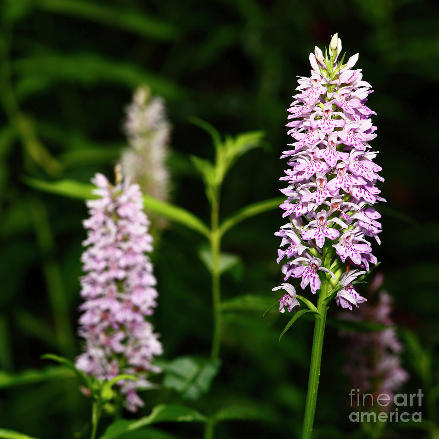 Common Spotted Orchids Square Format Photograph by James Brunker