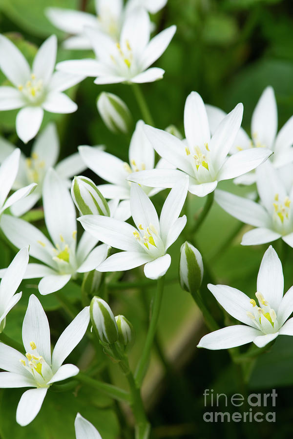 Common star of Bethlehem Flowers Photograph by Tim Gainey