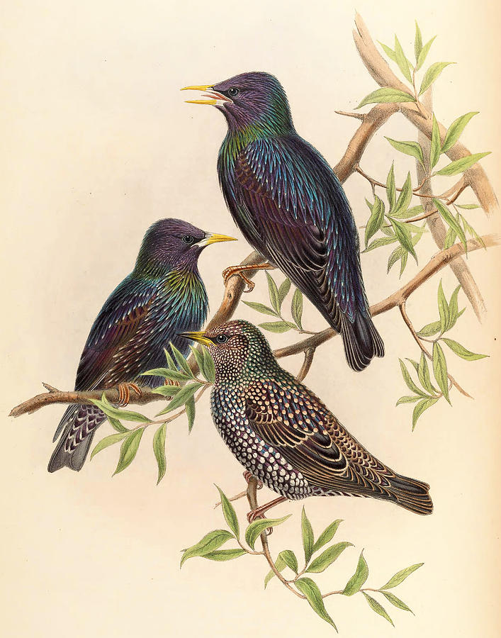 Common Starling. John Gould Mixed Media by World Art Collective