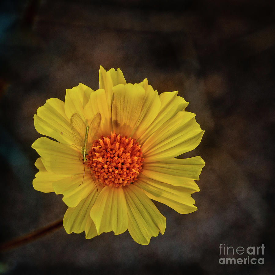 Common Sun Flower Photograph by Robert Bales