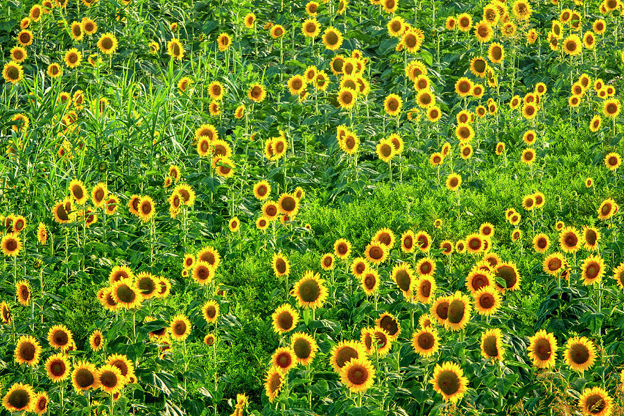 Common sunflower Photograph by Fabrizio Troiani