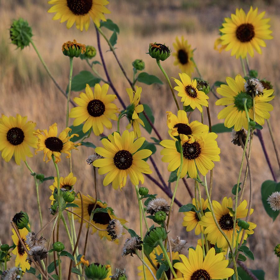 Common Sunflower in Early Morning Photograph by Cascade Colors