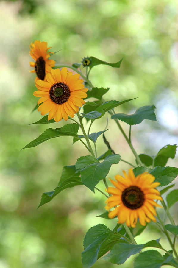 Common Sunflower Photograph by Jenny Rainbow