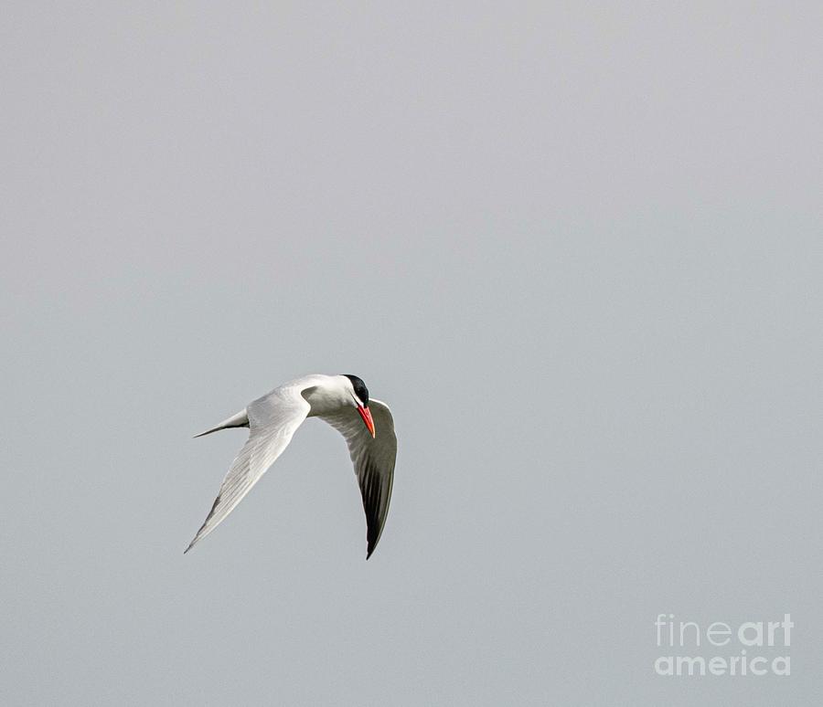Common Tern - 3 Photograph by David Bearden