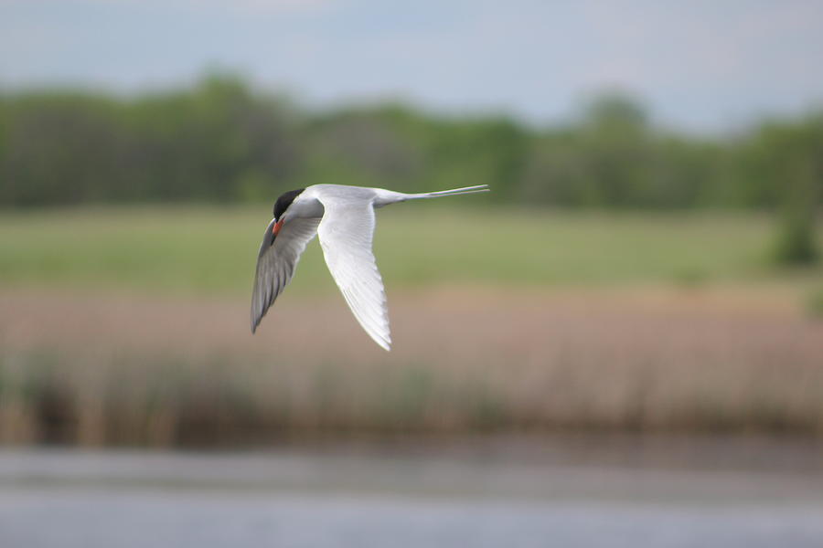 Common Tern Photograph by Callen Harty