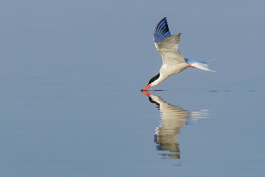 Common Tern Drinking Photograph by Jerry Fornarotto