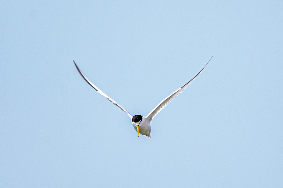 Common Tern Floating On Air Photograph By Donald Lanham Fine Art America 4103