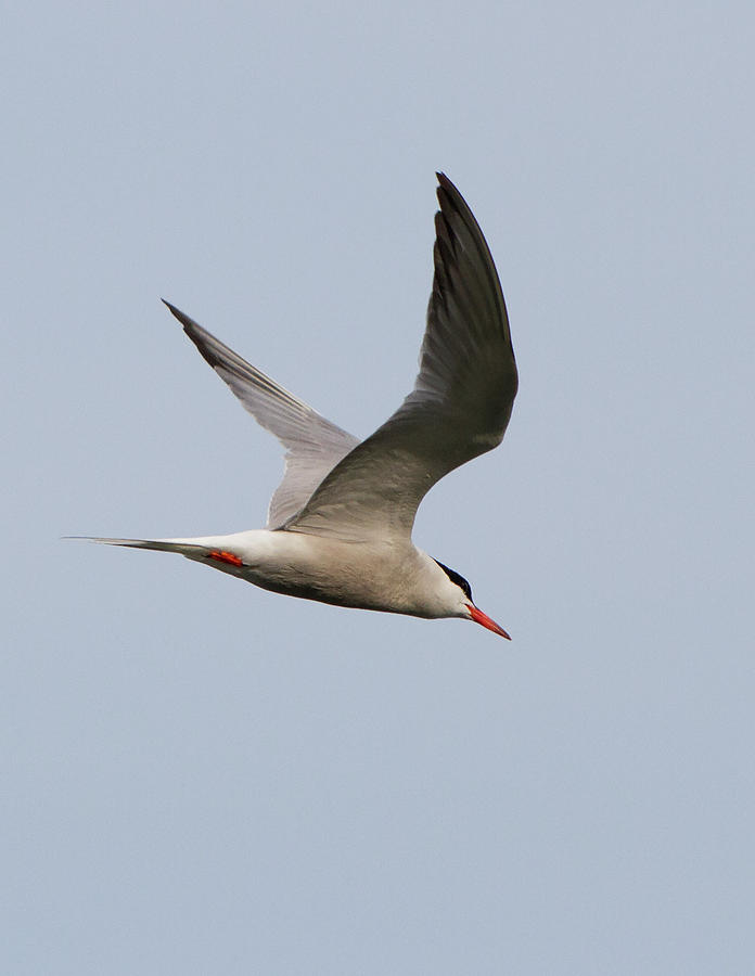 Common Tern Flying Photograph by Mike Eckersley - Fine Art America