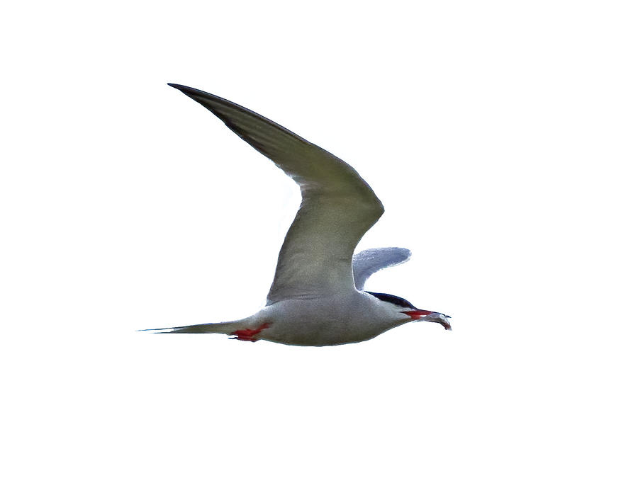 Common tern flying. Transparent Photograph by Jouko Lehto