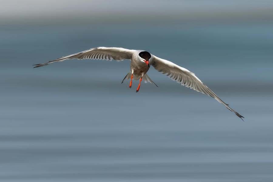 Common Tern in Flight Photograph by Jerry Fornarotto
