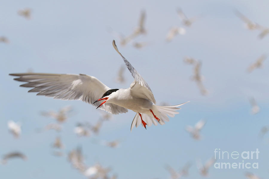 Common Tern in flight Photograph by Marcy Ford
