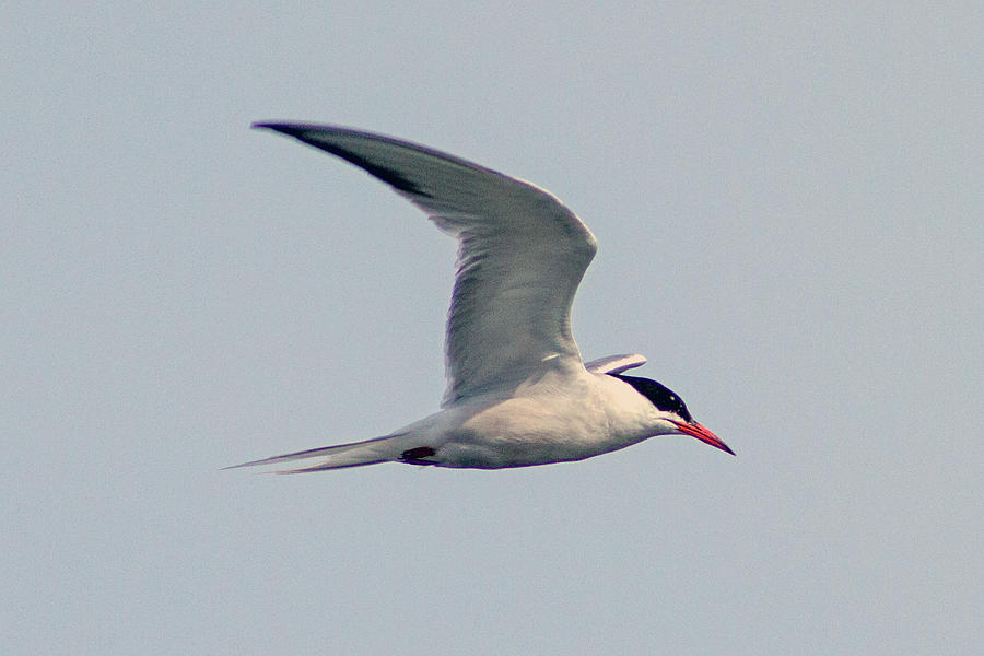 Common Tern in flight Photograph by Nautical Chartworks