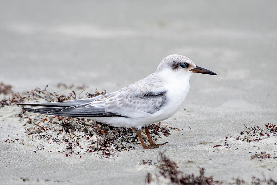 Common Tern on the beach Photograph by Bradford Martin
