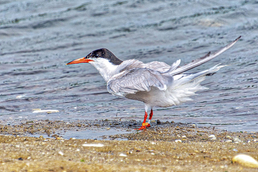 Common Tern Preening Photograph By Donald Lanham Fine Art America 3666