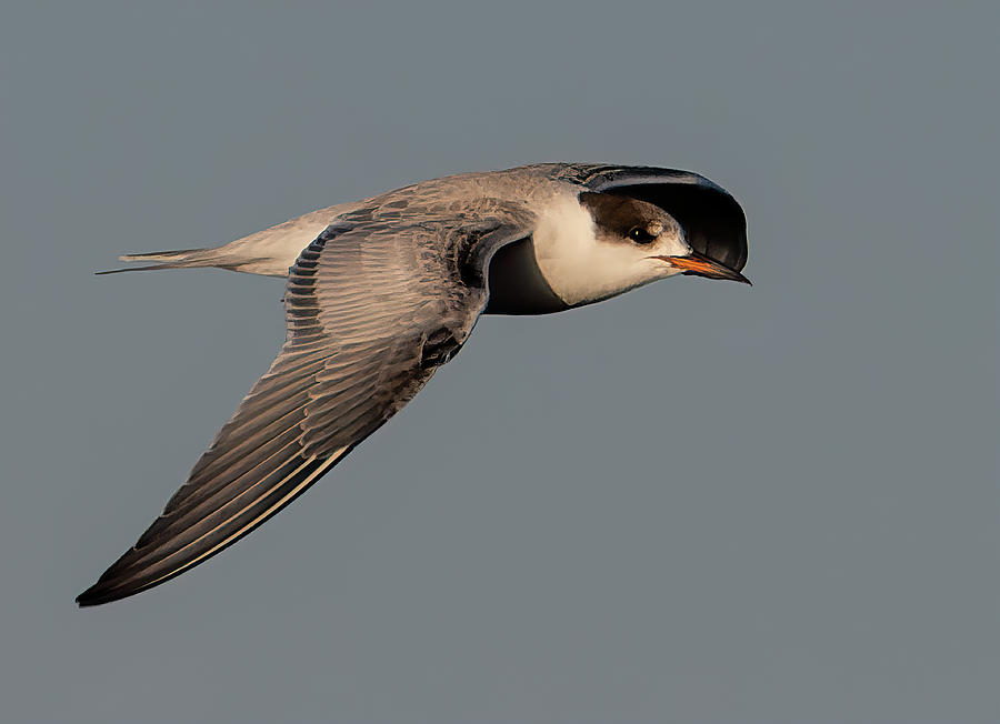 Common Tern Photograph by Wade Aiken