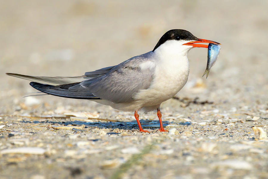 Common Tern With Small Fish Photograph