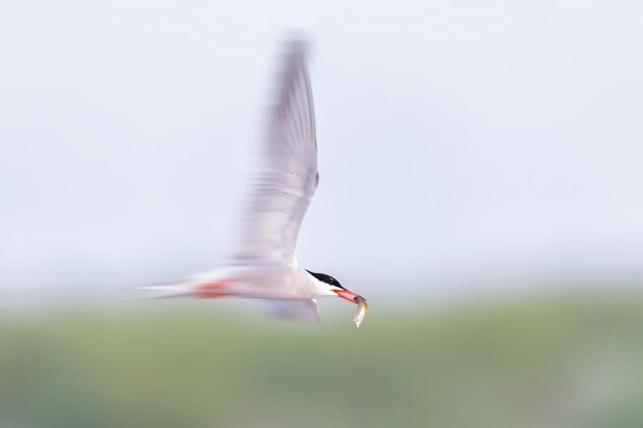 Common Tern Zooming Photograph