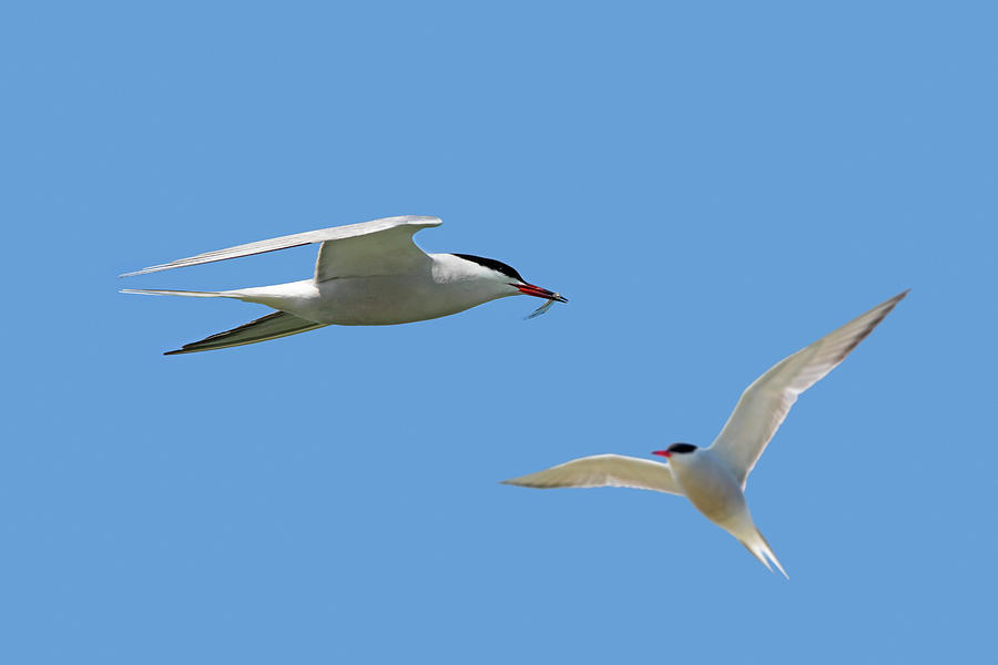 Fish Photograph - Common Terns in Flight by Arterra Picture Library