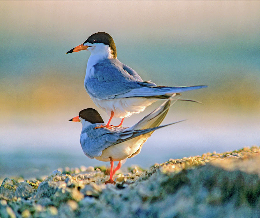 Nature Photograph - Common Terns by Tim Fitzharris