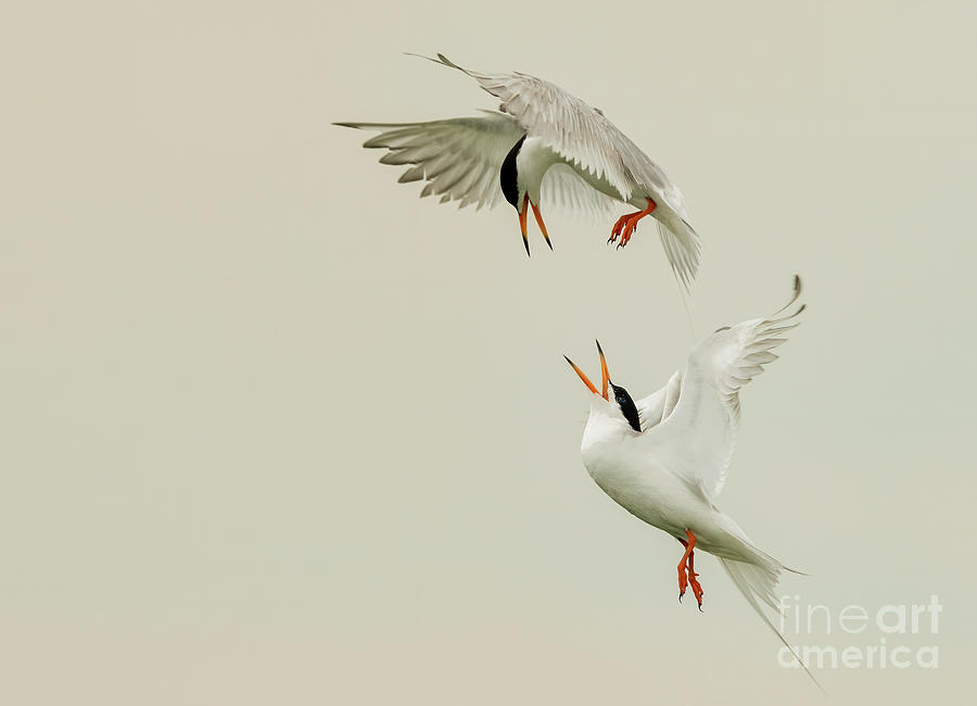 Common Terns with a dispute  Photograph by Sam Rino