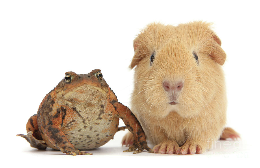 Common Toad and baby Guinea pig Photograph by Warren Photographic
