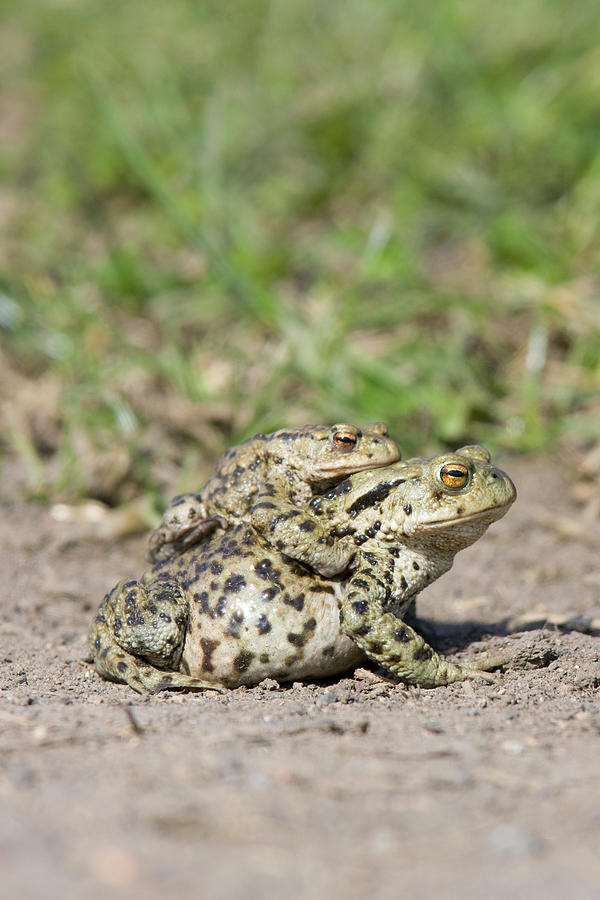 Common Toad (Bufo bufo) Photograph by Andrew Howe