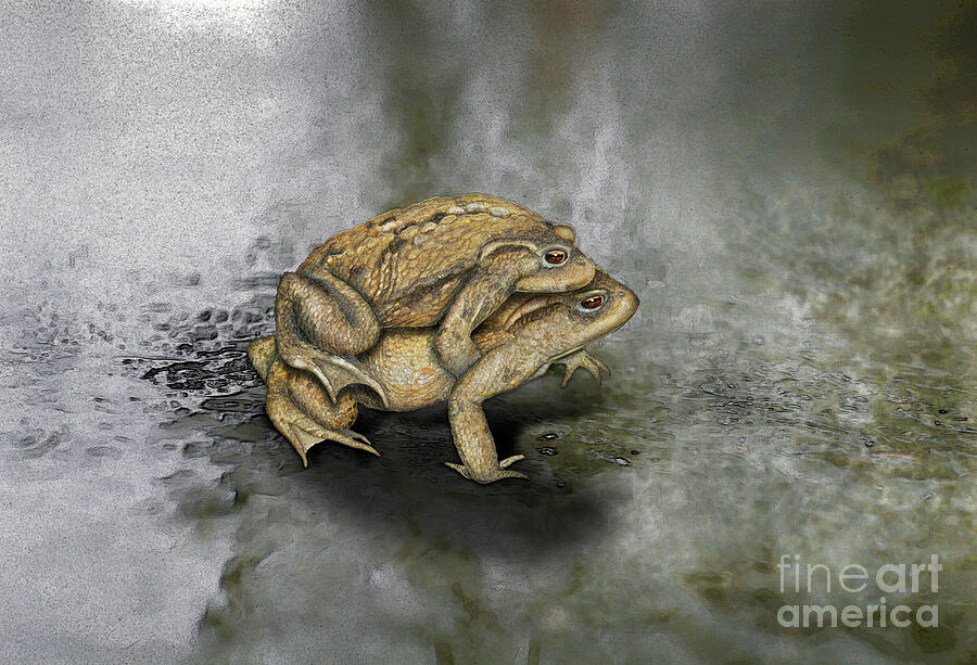 Dangerous Crossing - Toad Migration - Urftvalley-art Painting