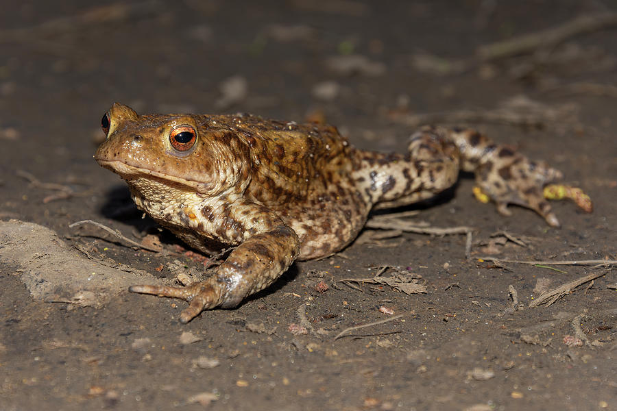 Common toad facing left Photograph by Steev Stamford