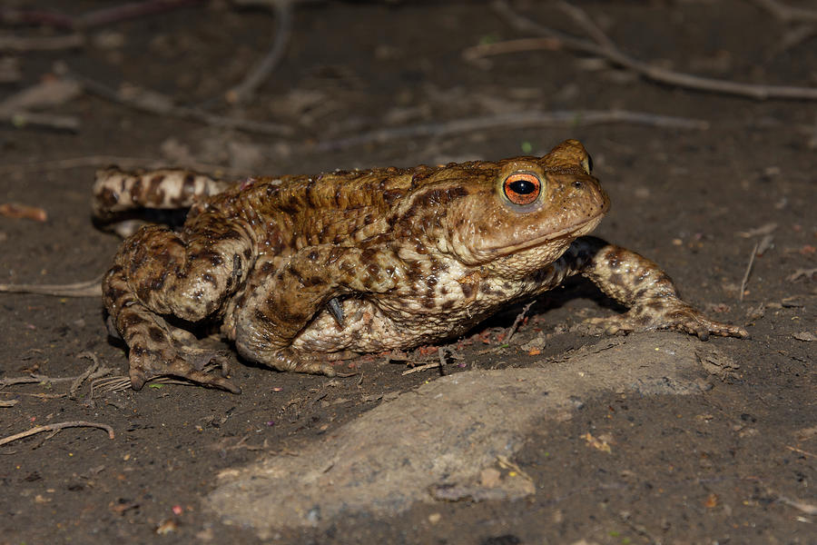 Common toad facing right Photograph by Steev Stamford