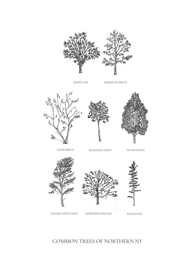 Common Trees of NY Drawing by Tarah Evans - Pixels