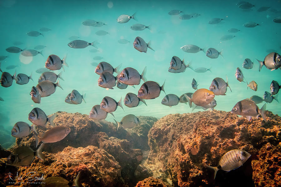 Common two-banded sea bream Photograph by Meir Ezrachi