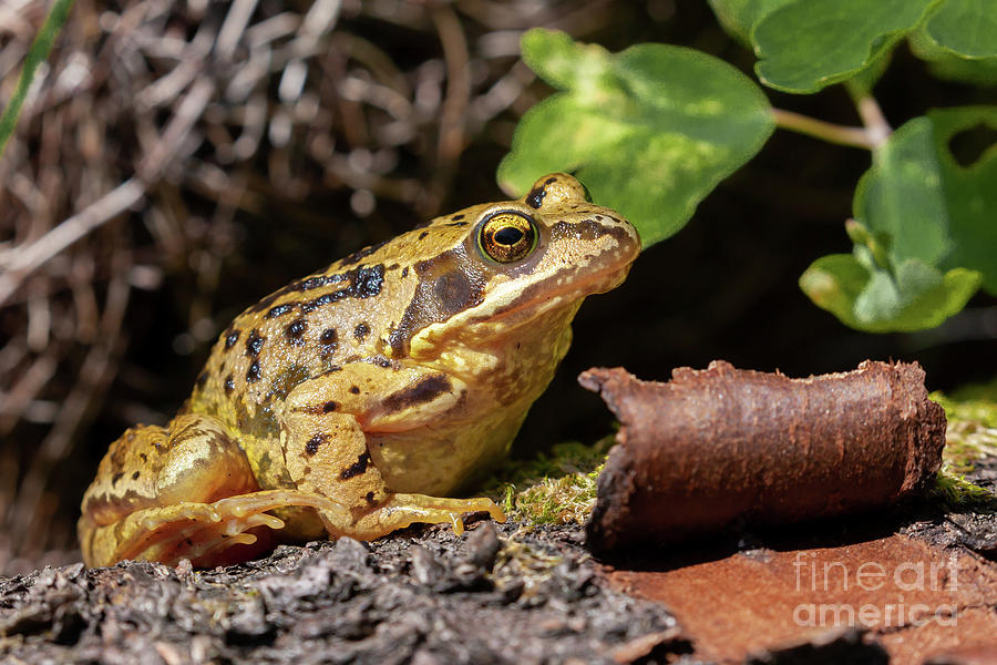 Common UK frog in unusual yellow colour Photograph by Simon Bratt