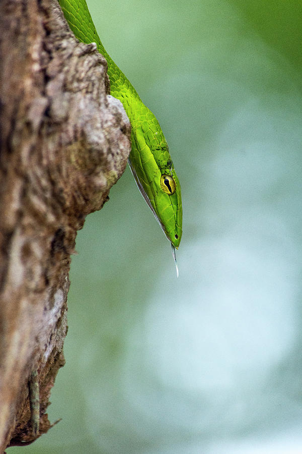 Snake Photograph - Common Vine Snake by Laura J P Richardson Snake Photograph - Common Vine Snake by Laura J P Richardson
