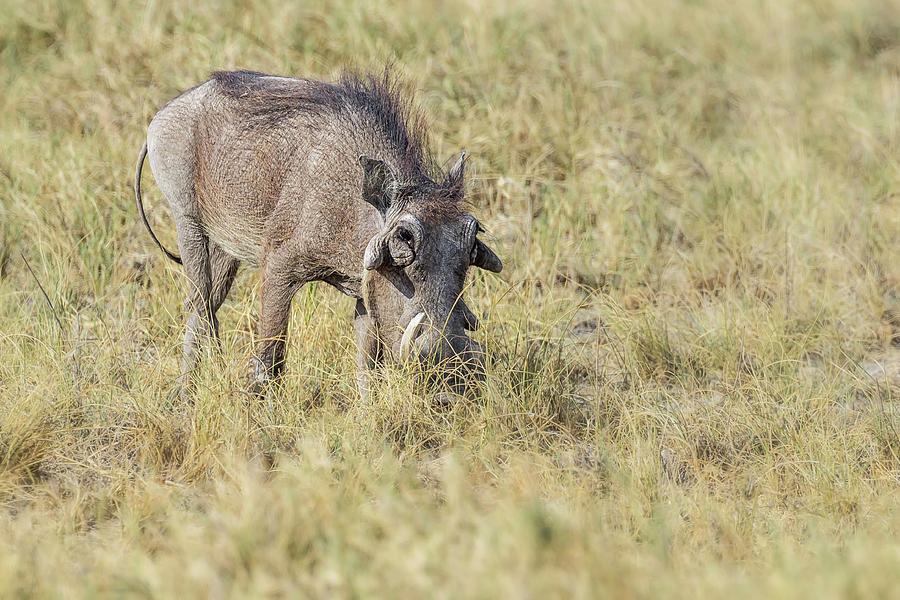 Common Warthog Photograph by Belinda Greb