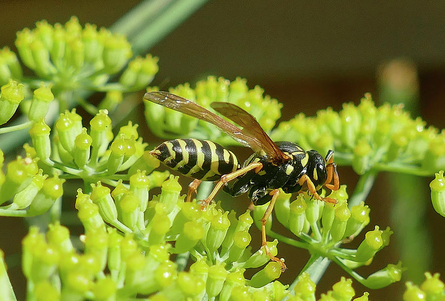 Common wasp on fennel flowers Photograph by Steve Estvanik