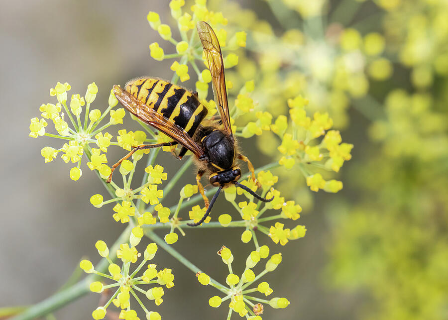 Nature Photograph - Common Wasp on Fennel by Shirley Mitchell