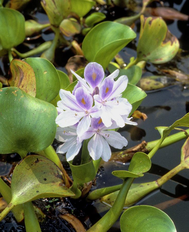 Common Water Hyacinth Leaves,Blossoms and Bladders Photograph by ...