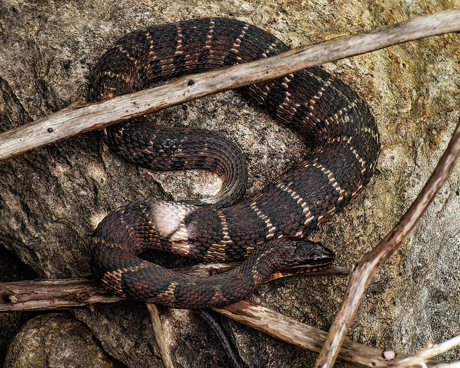 Common watersnake Photograph by Flees Photos