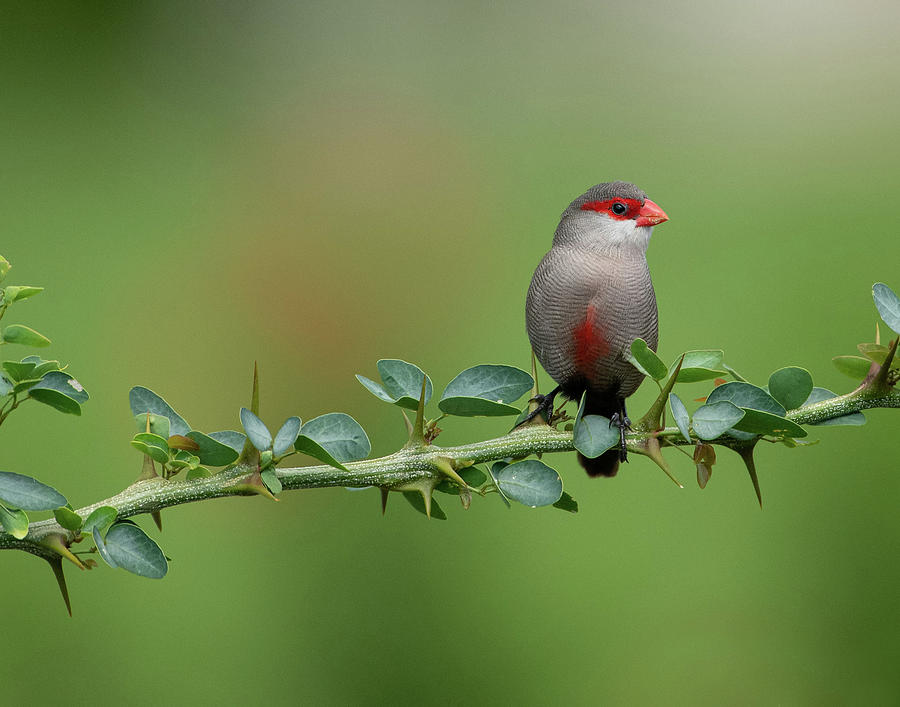 Common Waxbill on Branch Photograph by Mary Catherine Miguez