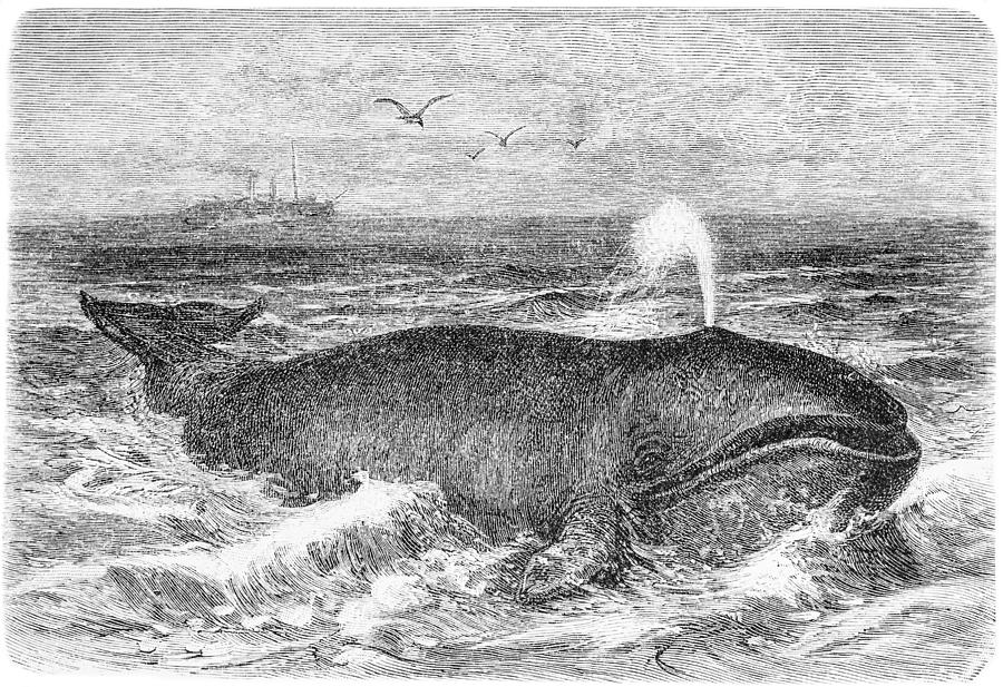 Common whale Drawing by Nastasic