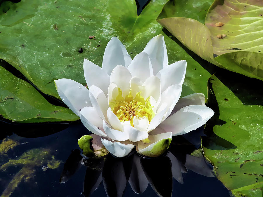 Common White Pond Lily Photograph by Daniel Hagerman