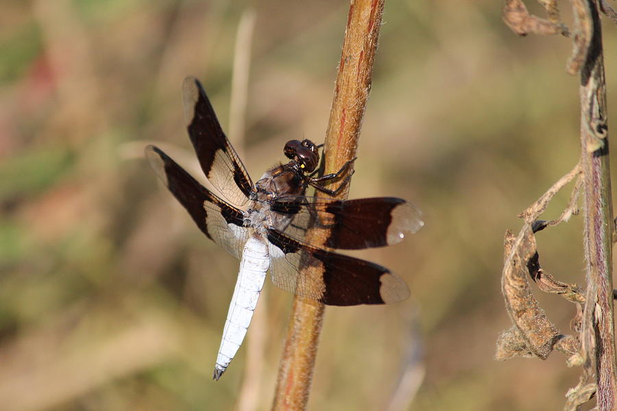 Dragonfly Photograph - Common Whitetail by Callen Harty Dragonfly Photograph - Common Whitetail by Callen Harty
