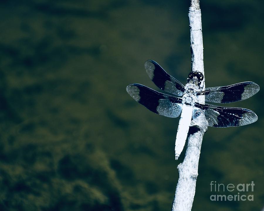 Common Whitetail Photograph by Cornelia DeDona