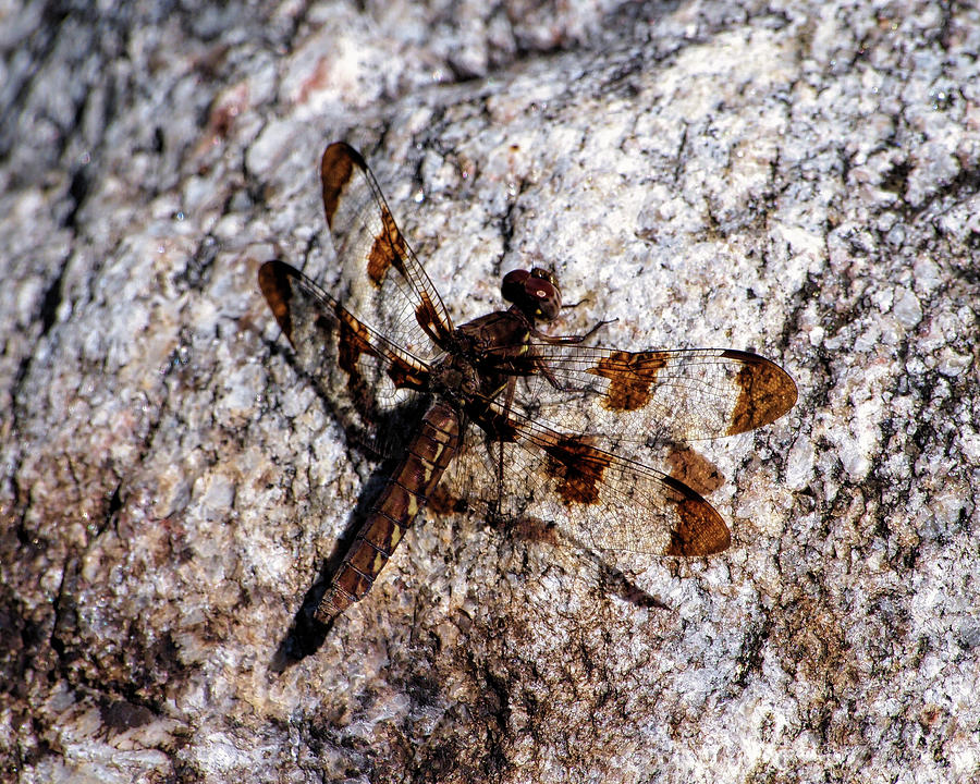  Common Whitetail Dragonfly I Photograph by Scott Olsen