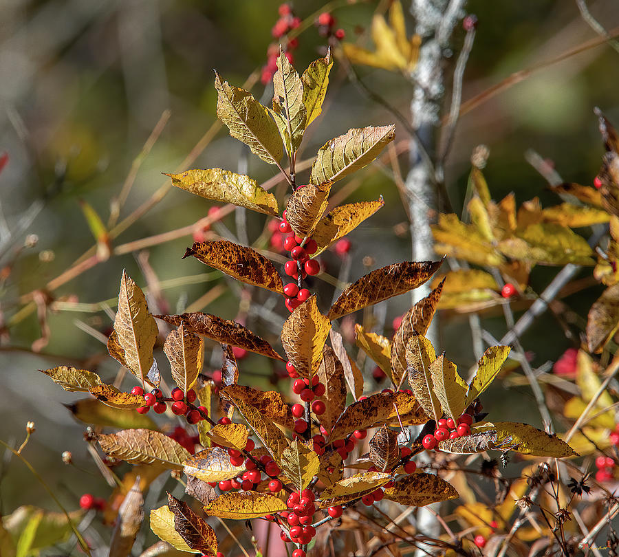 Common Winterberry or Winterberry Berries DFL1050 Photograph by Gerry Gantt