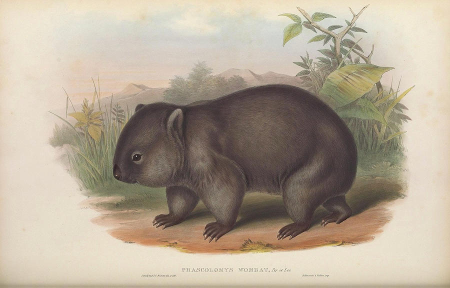 Common Wombat, Phascolomys wombat Drawing by John Gould Fine Art America